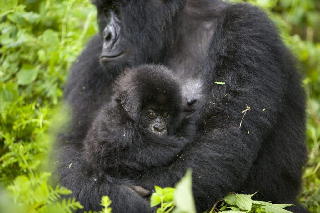 baby gorilla with the mother